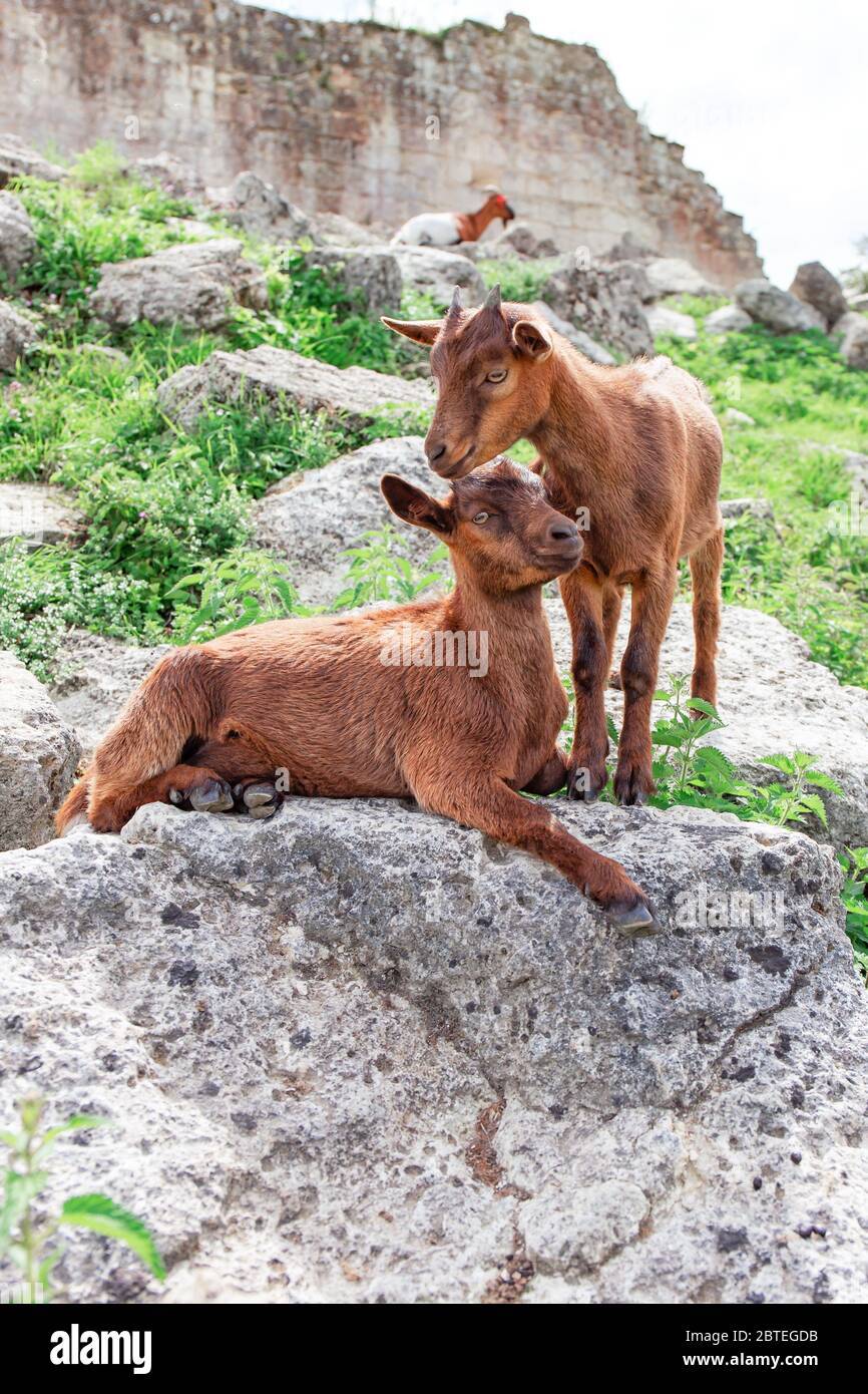 Capre in una fattoria tra le rovine del castello Foto Stock