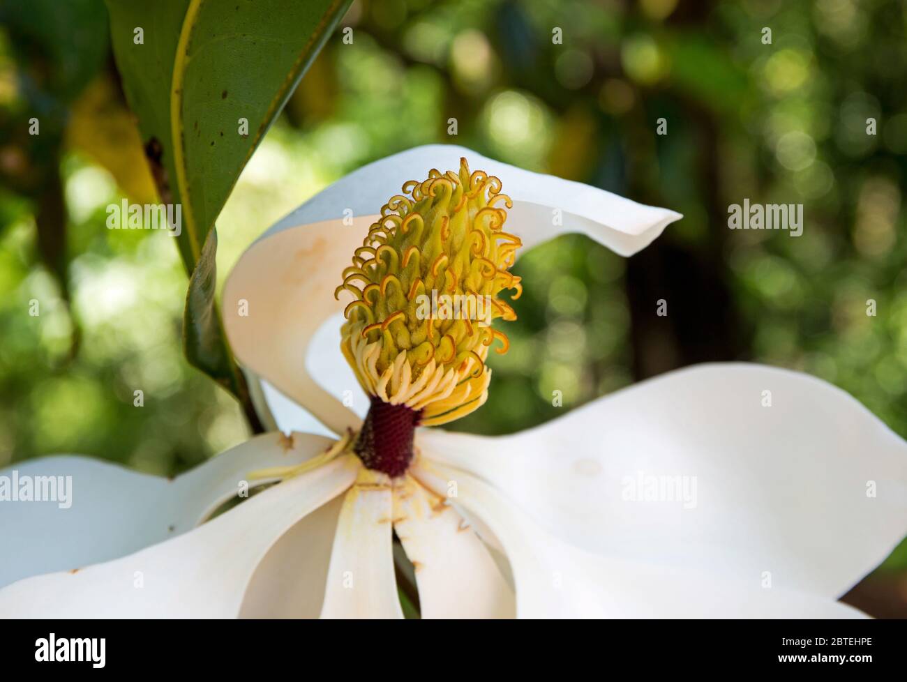 Primo piano delle carpelle e delle stampelle di un fiore di magnolia in fiore. Foto Stock