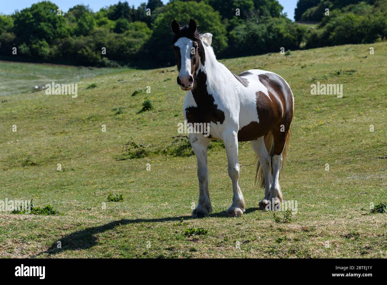 Cavallo in piedi in un prato nella campagna inglese Foto Stock