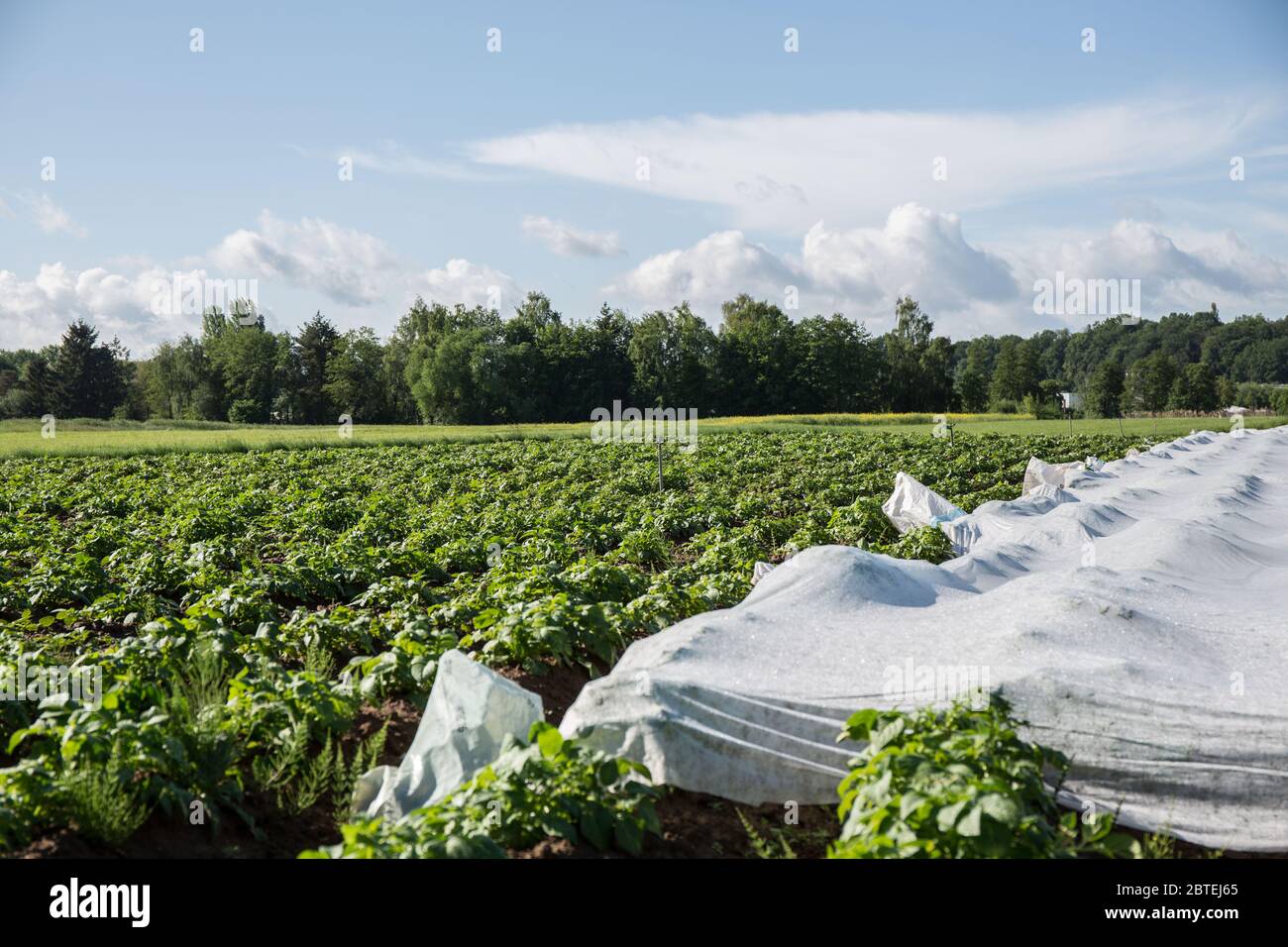 Bamberg, Germania. 24 maggio 2020. Bamberg, Germania 24.05.2020: Immagini simboliche - 2020 terreno coltivabile/coltivazione di patate su un campo/il campo di patate è parzialmente coperto a causa di parassiti/aiutanti di raccolto/raccolto/agricoltori/ortaggi/| utilizzo in tutto il mondo Credit: dpa/Alamy Live News Foto Stock