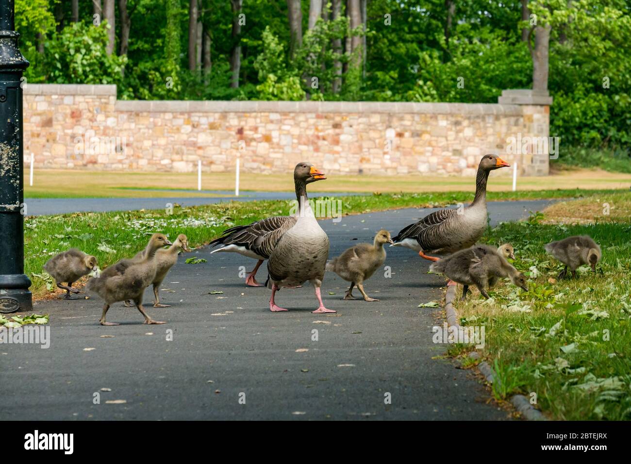 Archerfield, East Lothian, Scozia, Regno Unito, 25 maggio 2020. Regno Unito Meteo: Le oche grylag (Anser anser) e sei gossings si sono spavate sulla strada all'ingresso del Renaissance Golf Club. I campi da golf scozzesi possono riaprirsi dal 28 maggio, ma i soci dovranno negoziare il proprio percorso oltre le oche Foto Stock