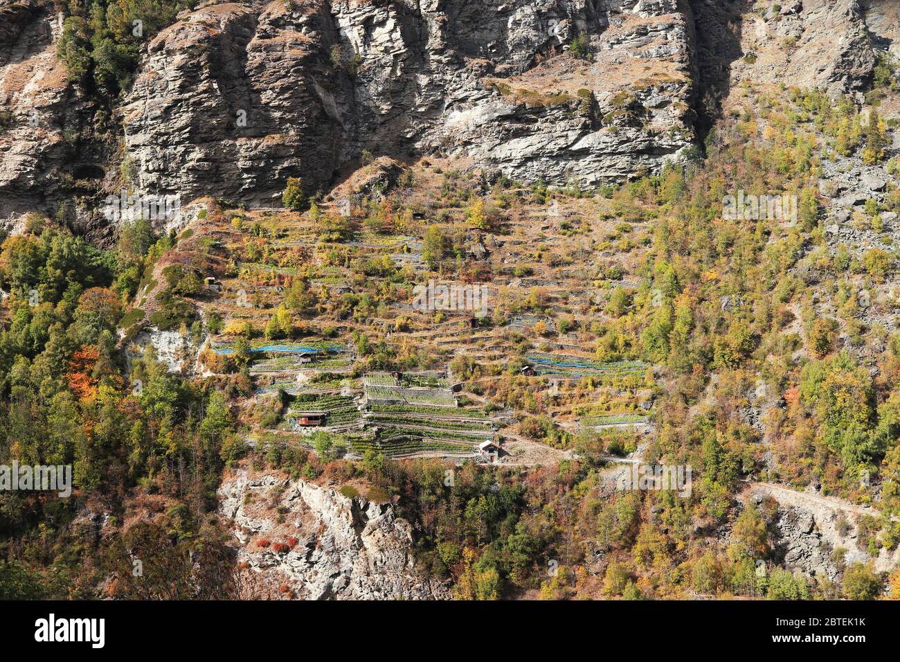 Viticoltura sulle ripide pendici delle alte montagne del Vallese, Svizzera. Foto Stock
