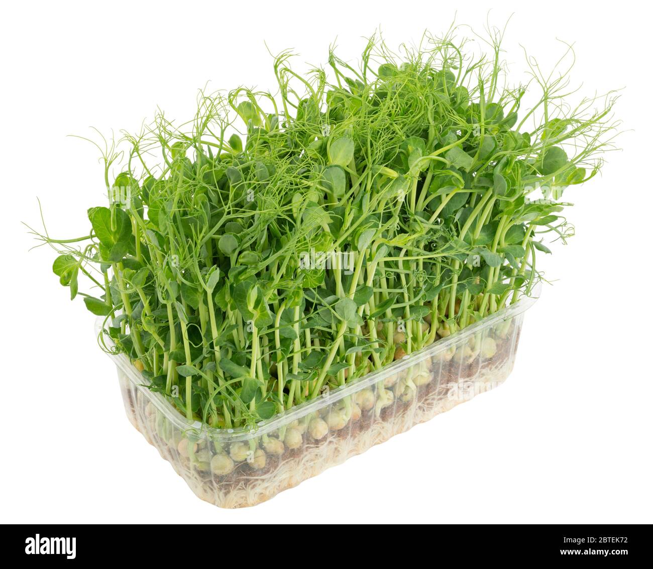 Freschi germogli di piselli sani e microrverdi isolati su sfondo bianco Foto Stock