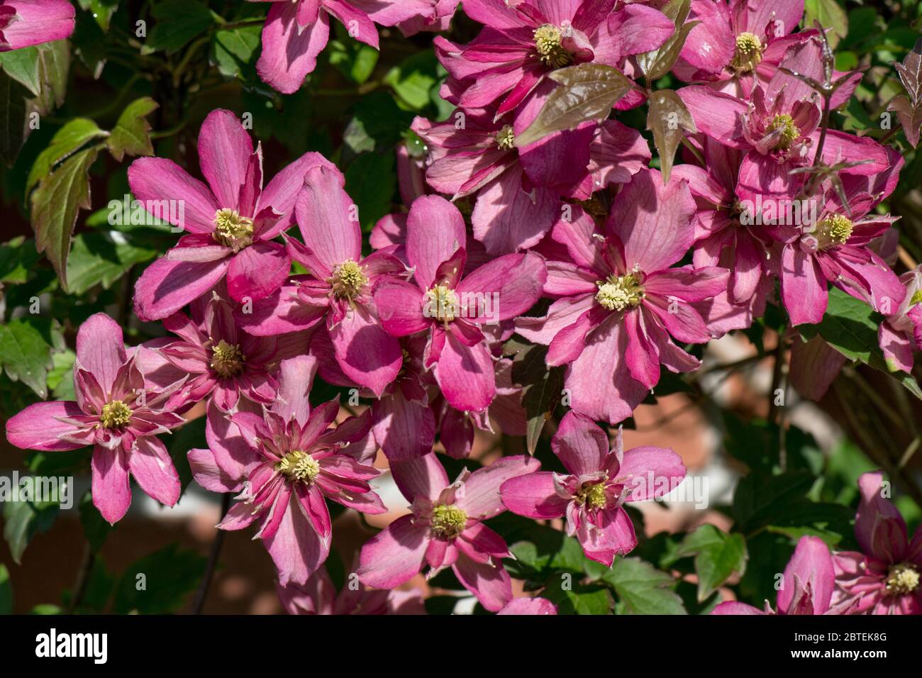 Clematis montana 'Broughton Star' buio pnk fioritura ornamentale giardino climber in primavera, Berkshire, maggio Foto Stock