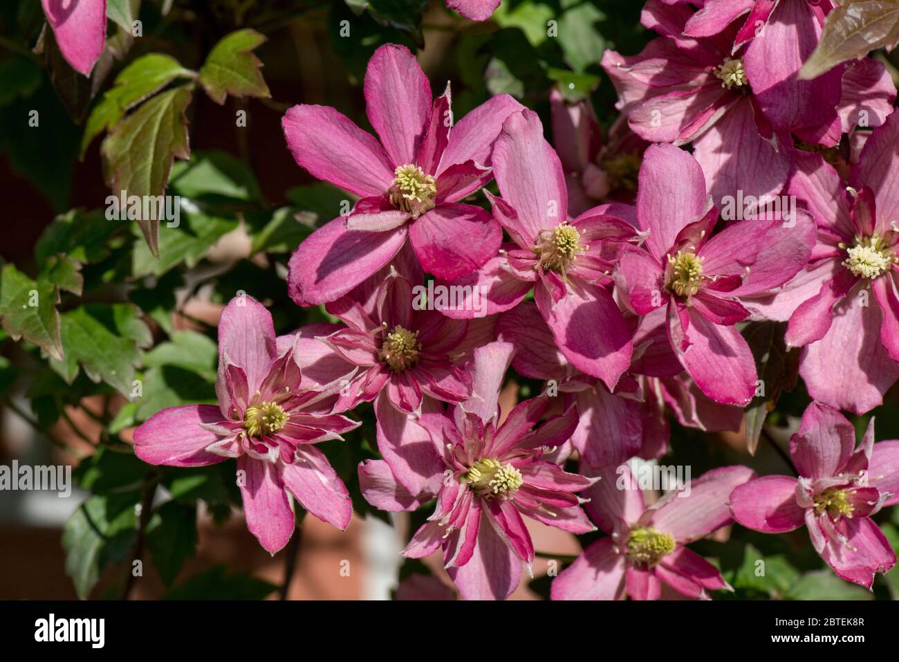 Clematis montana 'Broughton Star' buio pnk fioritura ornamentale giardino climber in primavera, Berkshire, maggio Foto Stock