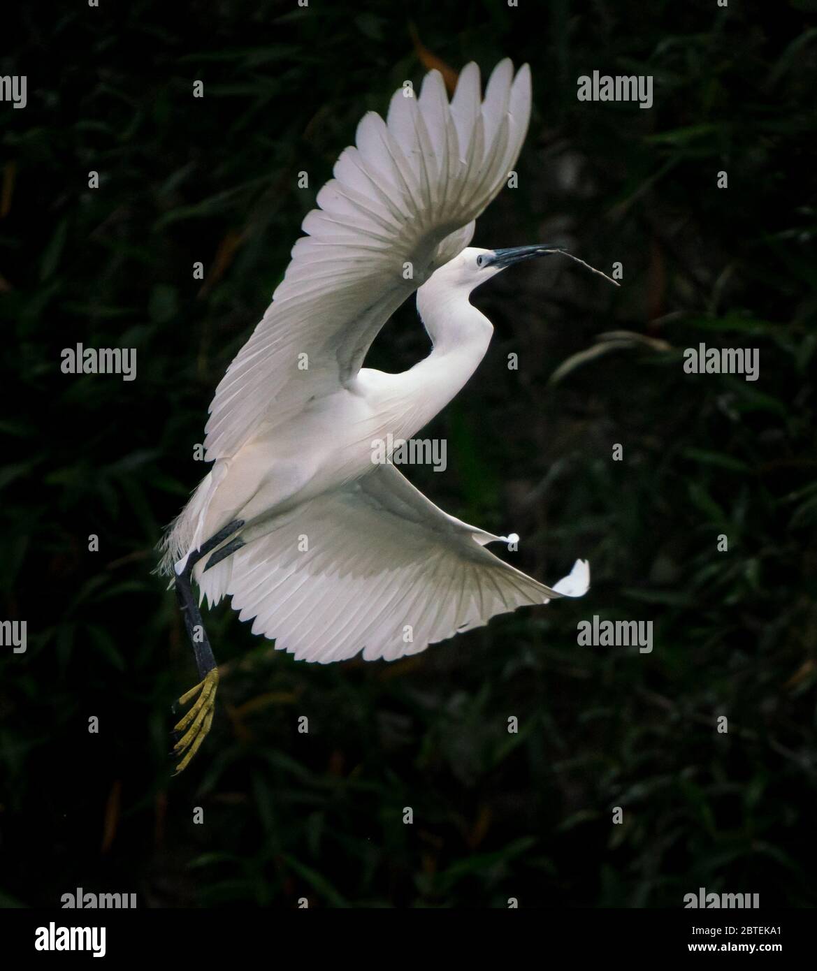 La grande egreo pesca e volare sopra un lago in Cina Foto Stock