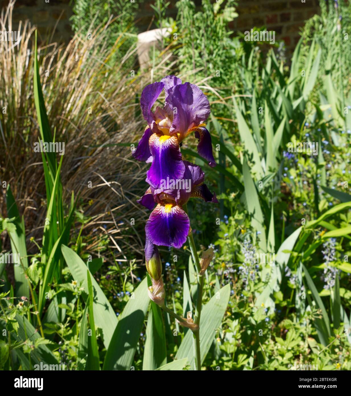Reverley Lodge Gardens, Hertfordshire. Il Lockdown del coronavirus è alleviato come l'Iris stupefacente della primavera tarda cresce in abbondanza. Sole giorno inglese Foto Stock