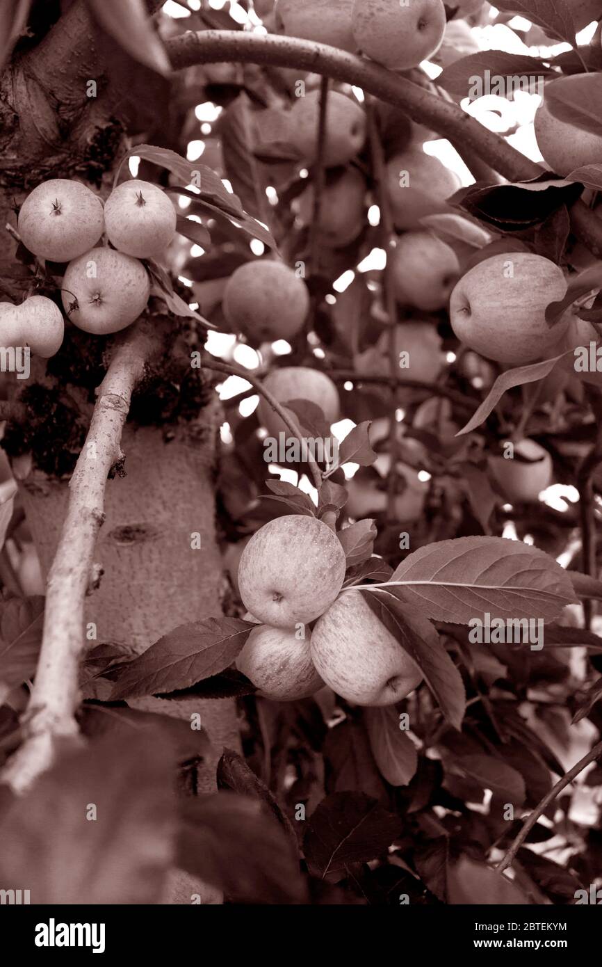 Mele di gala biologiche sull'albero. Scegli la tua fattoria di mele nel New Jersey, Stati Uniti Foto Stock