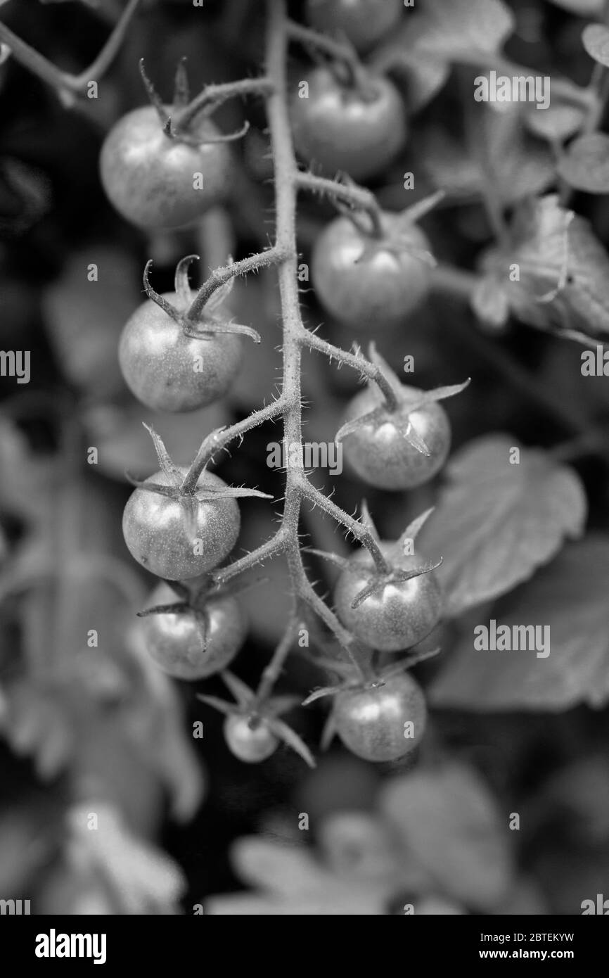Mazzo di pomodori ciliegini che crescono sulla vite in forte composizione verticale in un'azienda agricola "pick-your-own" a NJ, USA Foto Stock