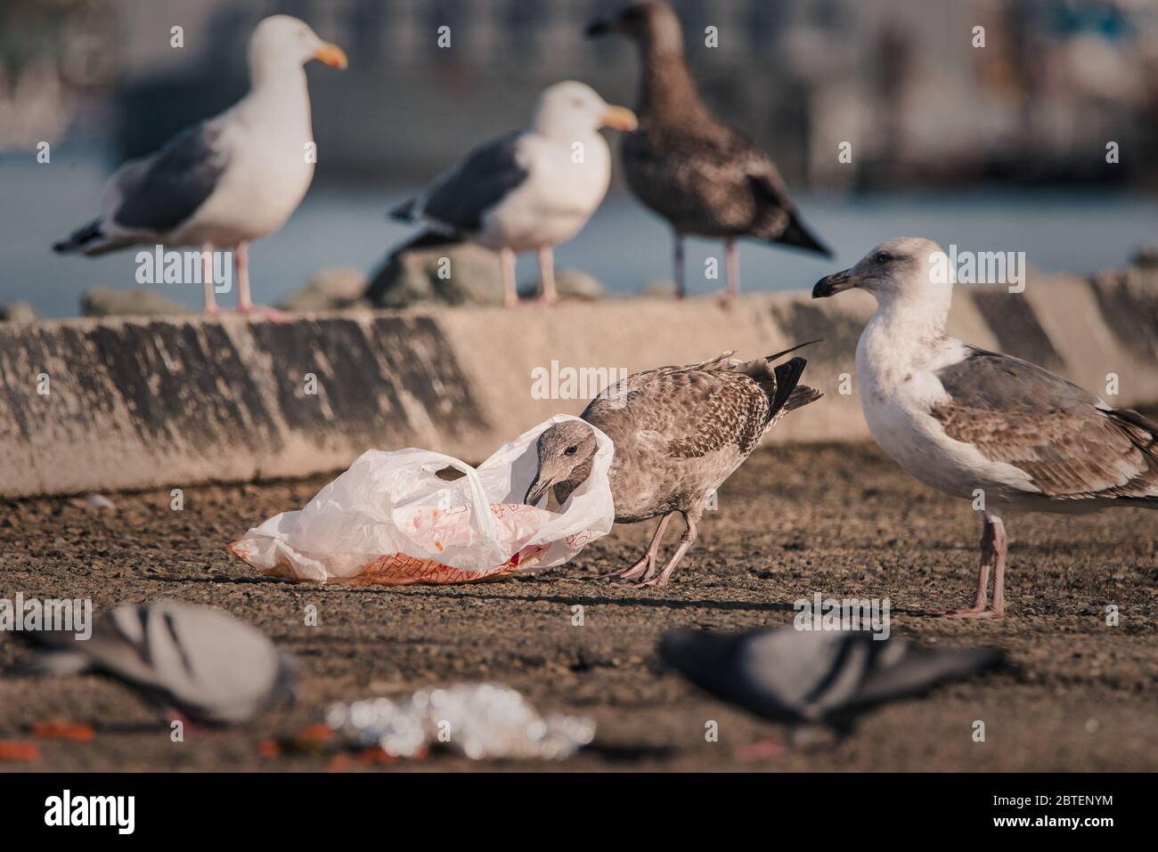 Un gabbiano affamato si trova con una borsa di plastica intorno al suo collo Foto Stock