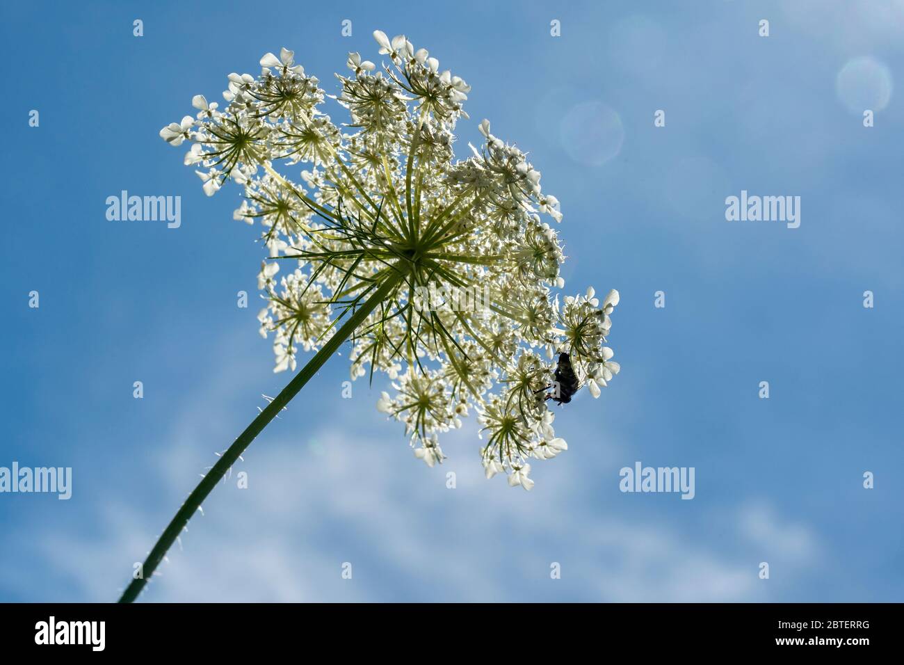 Die Wilde Möhre (Daucus carota subsp. Carota) Foto Stock