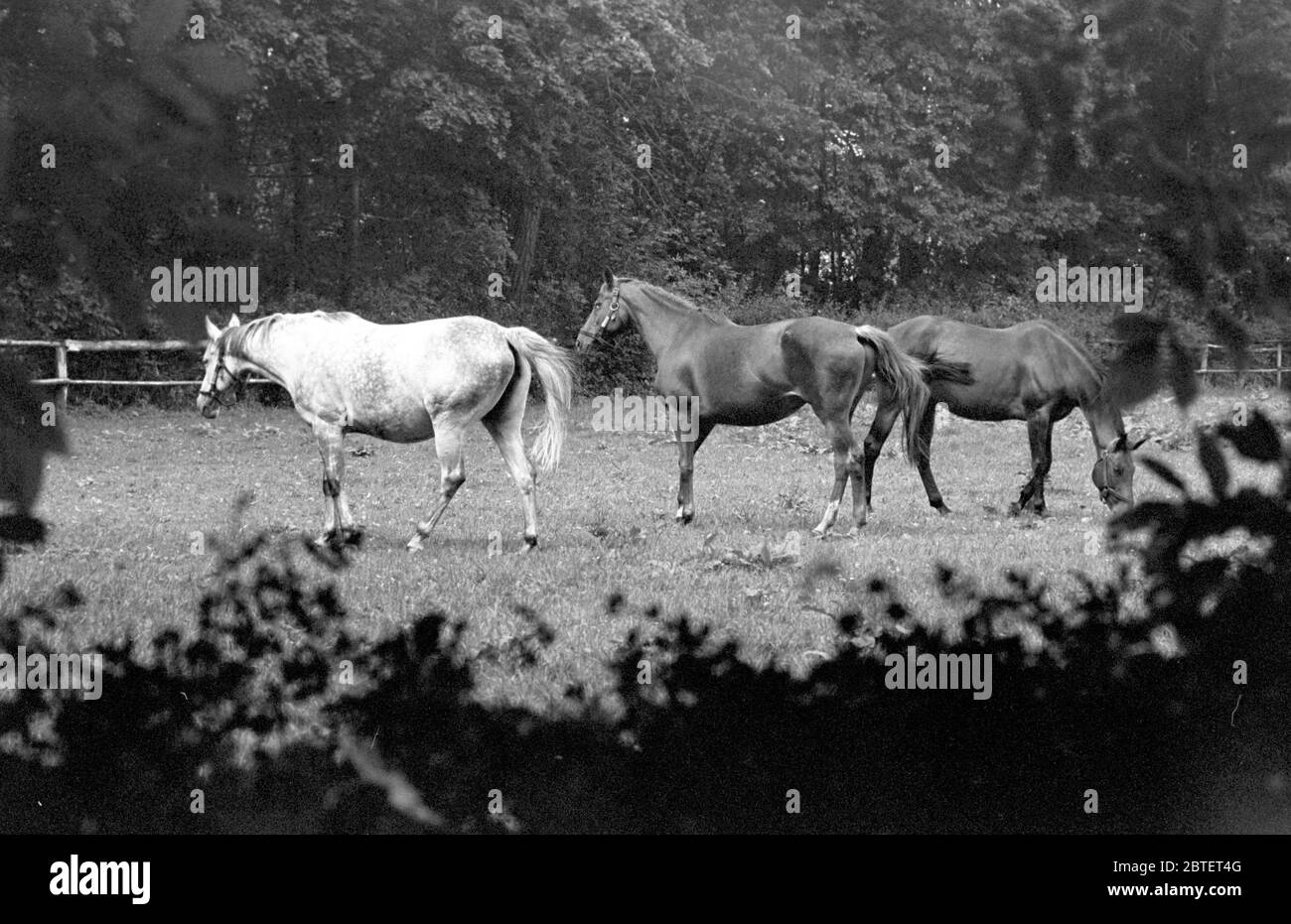 15 settembre 1985, Sassonia, Torgau: I cavalli sono in piedi in un pascolo della fattoria di prigionieri Graditz (vicino Torgau) nell'autunno 1985. Data esatta della registrazione non nota. Foto: Volkmar Heinz/dpa-Zentralbild/ZB Foto Stock