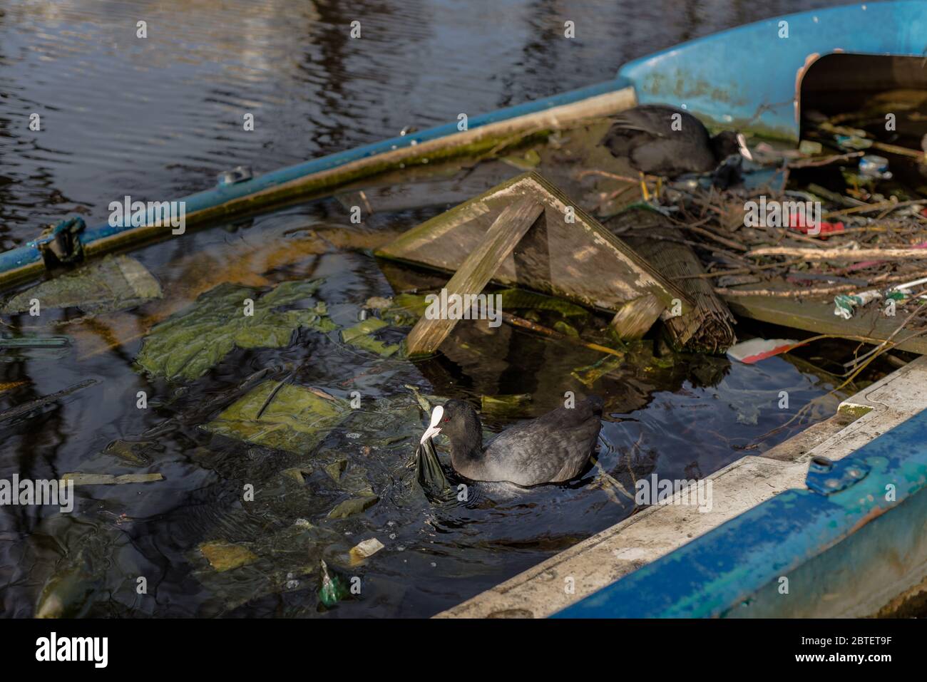 Il piede eurasiatico tiene una borsa di plastica nel suo becco Foto Stock