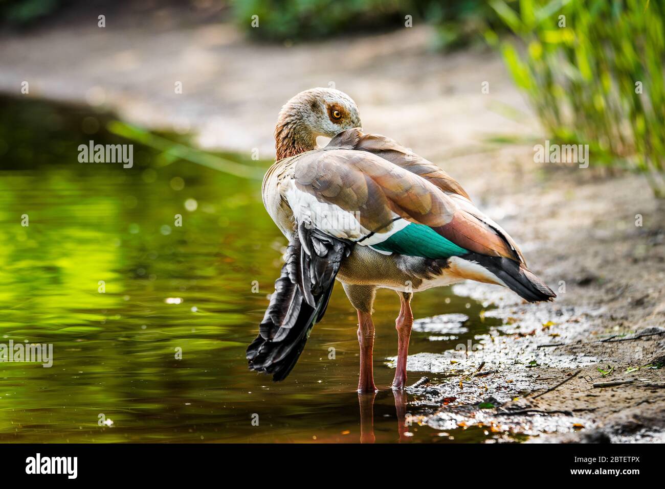 Un'oca egiziana con un'ala rotta preens le sue piume Foto Stock