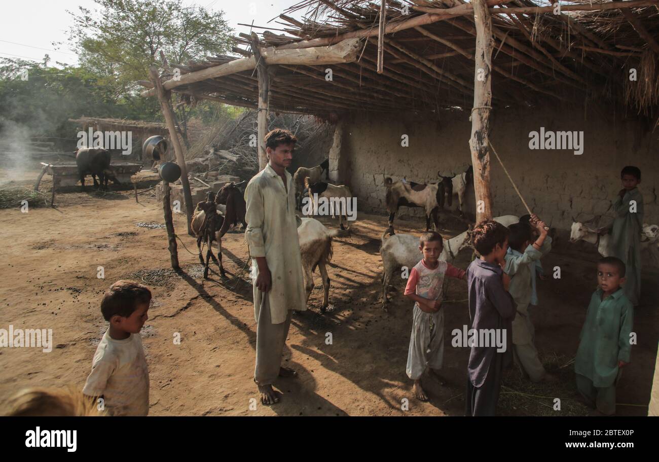 Animali domestici capra e pecore che si trovano all'interno DI UNA Casa di Villager a Sindh Pakistan 27/08/2017 Foto Stock