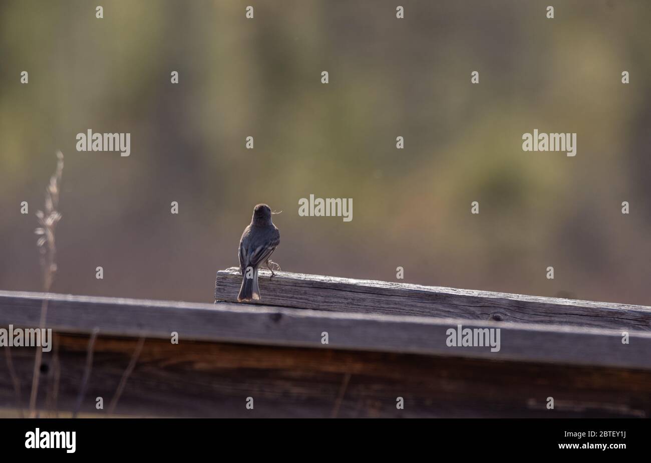 Un piccolo uccello su una ringhiera di legno ad una palude in primavera. Foto Stock