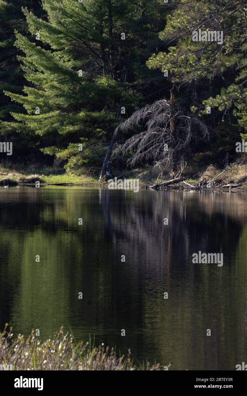 Splendidi sempreverdi riflessi in acqua still Foto Stock