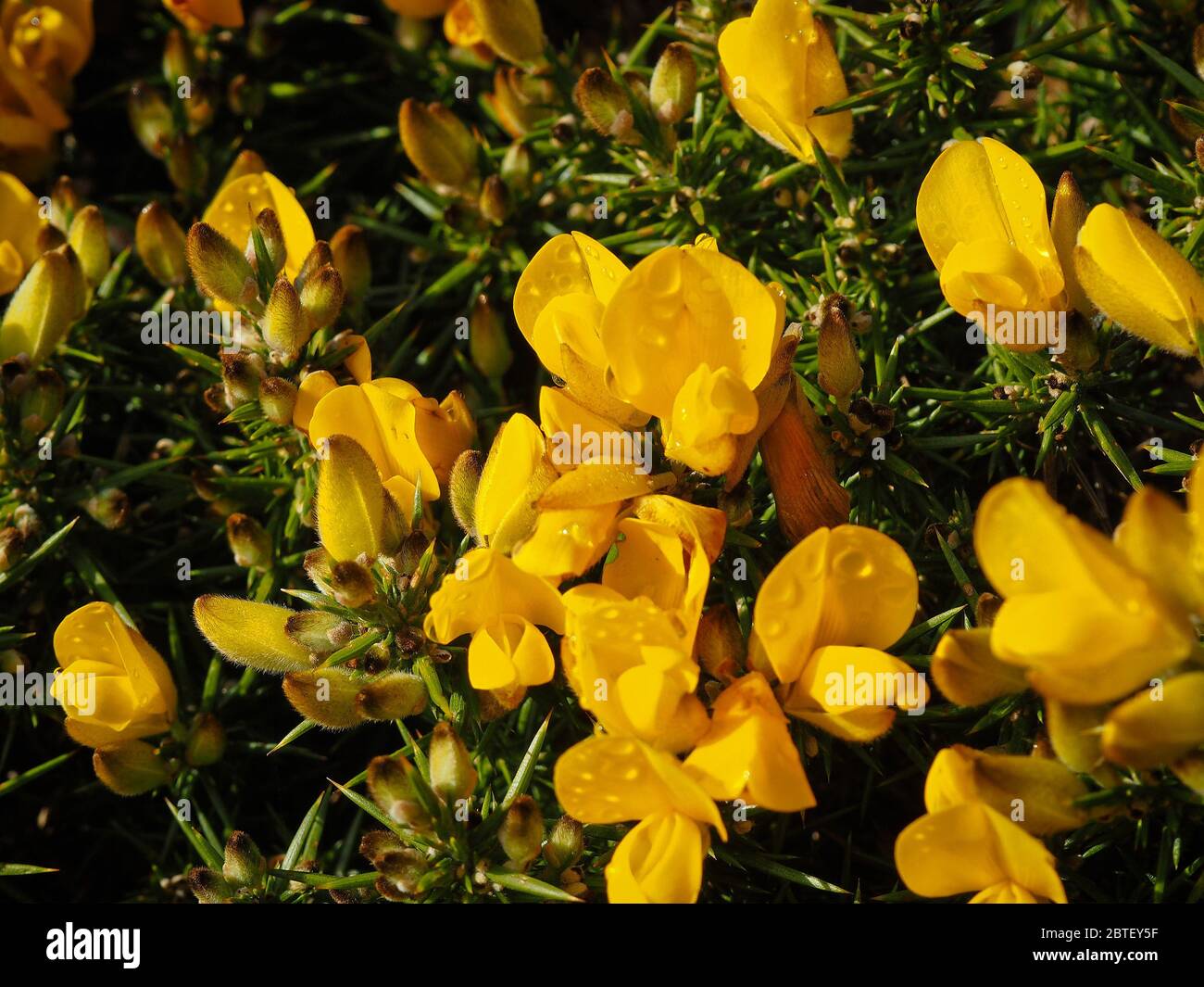 Macro foto di gola comune, ulex europeaus, Irlanda, primavera Foto Stock