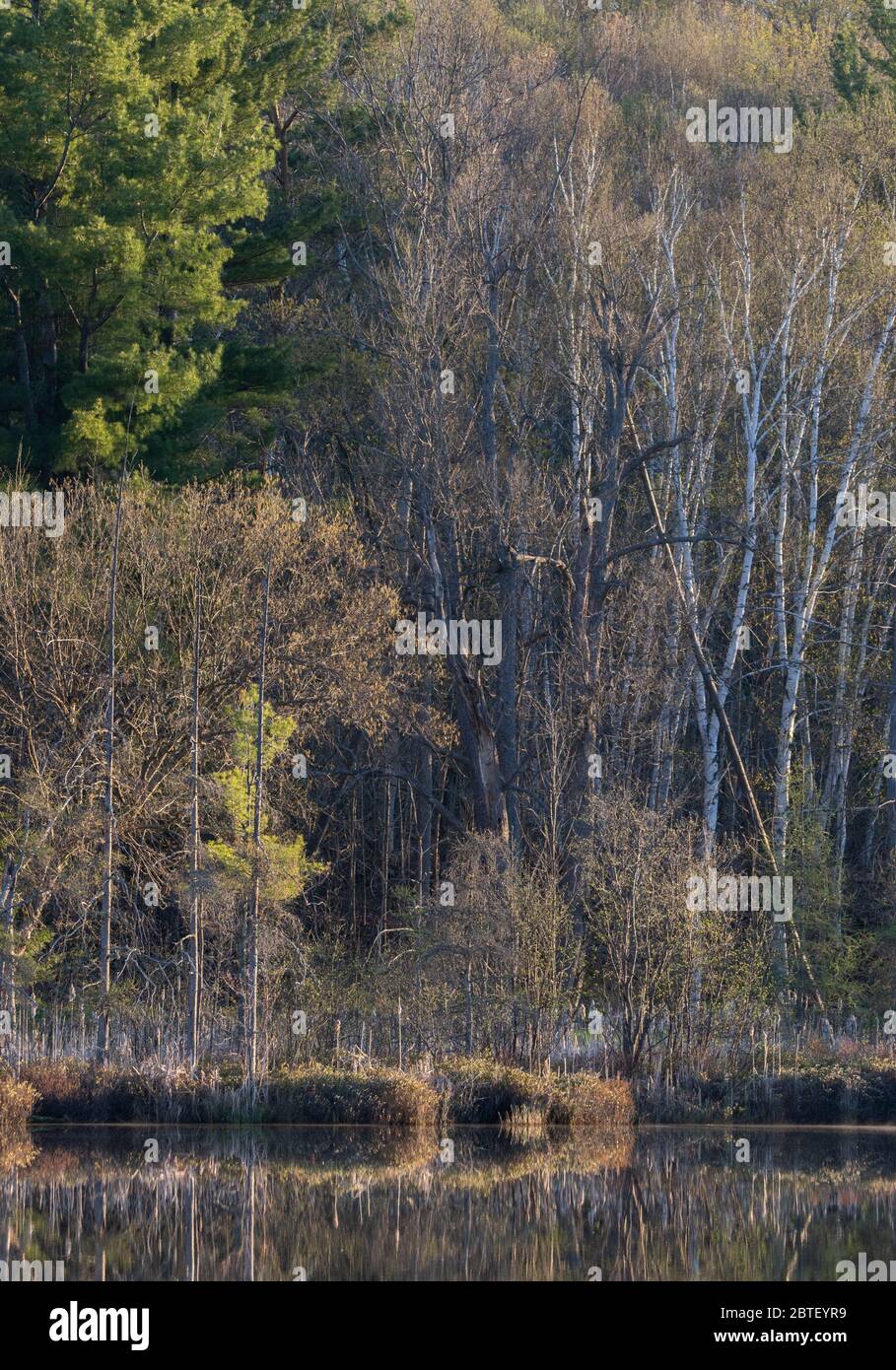 Luce del mattino e riflessi nella foresta in uno stagno in primavera Foto Stock