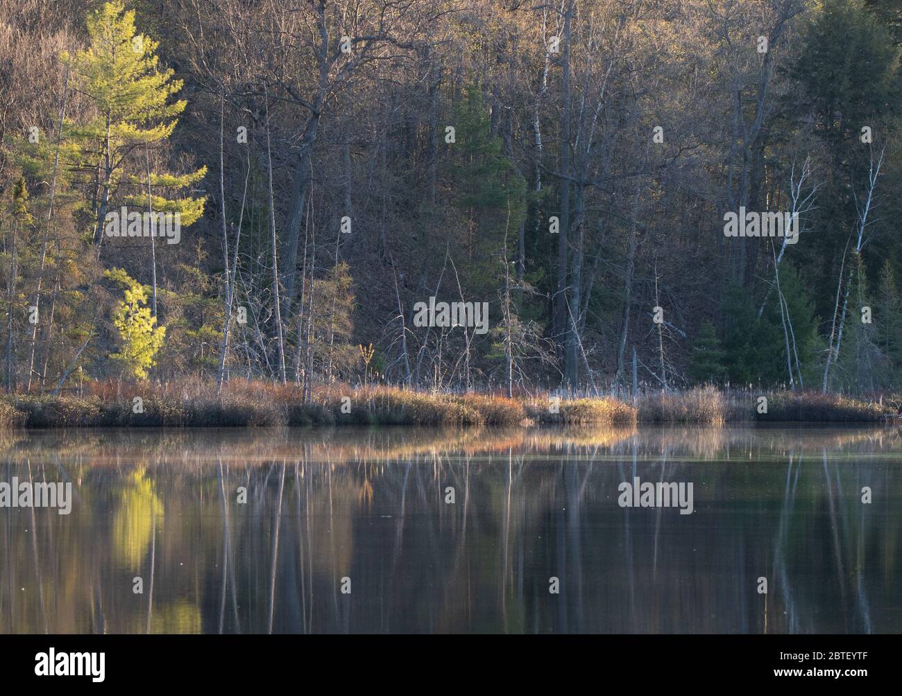 Luce del mattino e riflessi nella foresta in uno stagno in primavera Foto Stock