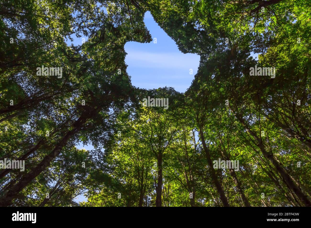 La tettoia di questa foresta ha un buco a forma di una mano con Thump Up Foto Stock