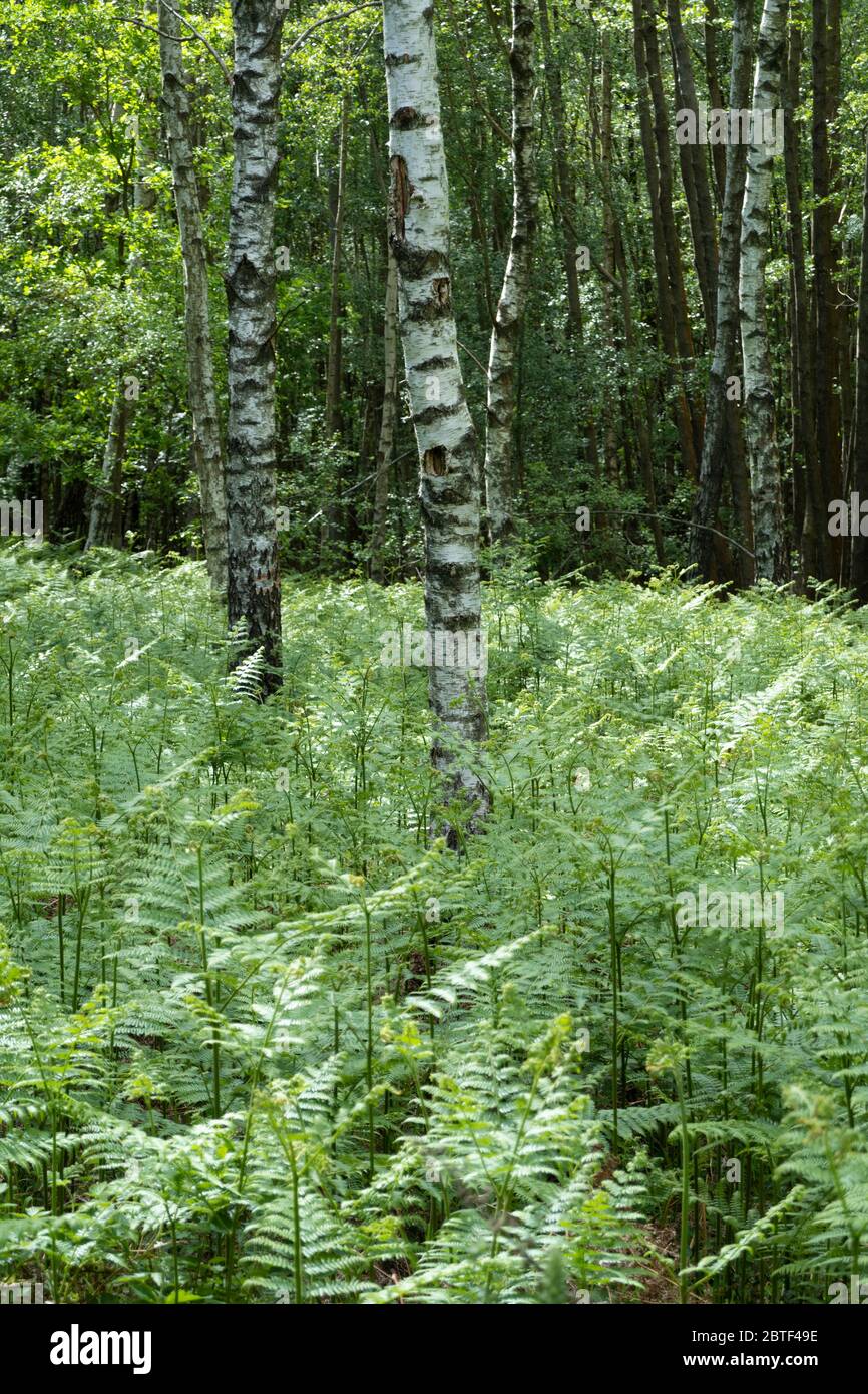 Tronco di un albero di betulla argentata circondato da felci bracken in boschi decidui, Newbury, West Berkshire, UK Foto Stock