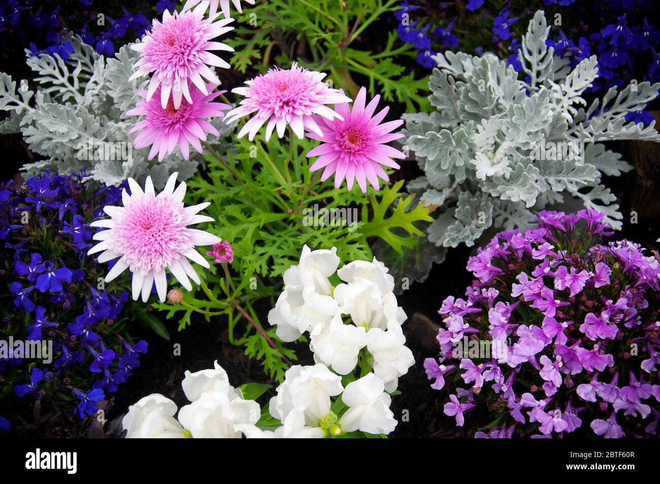 Violette, astici e piselli in fiore colorati all'interno di un giardino a Yokohama Giappone. Foto Stock