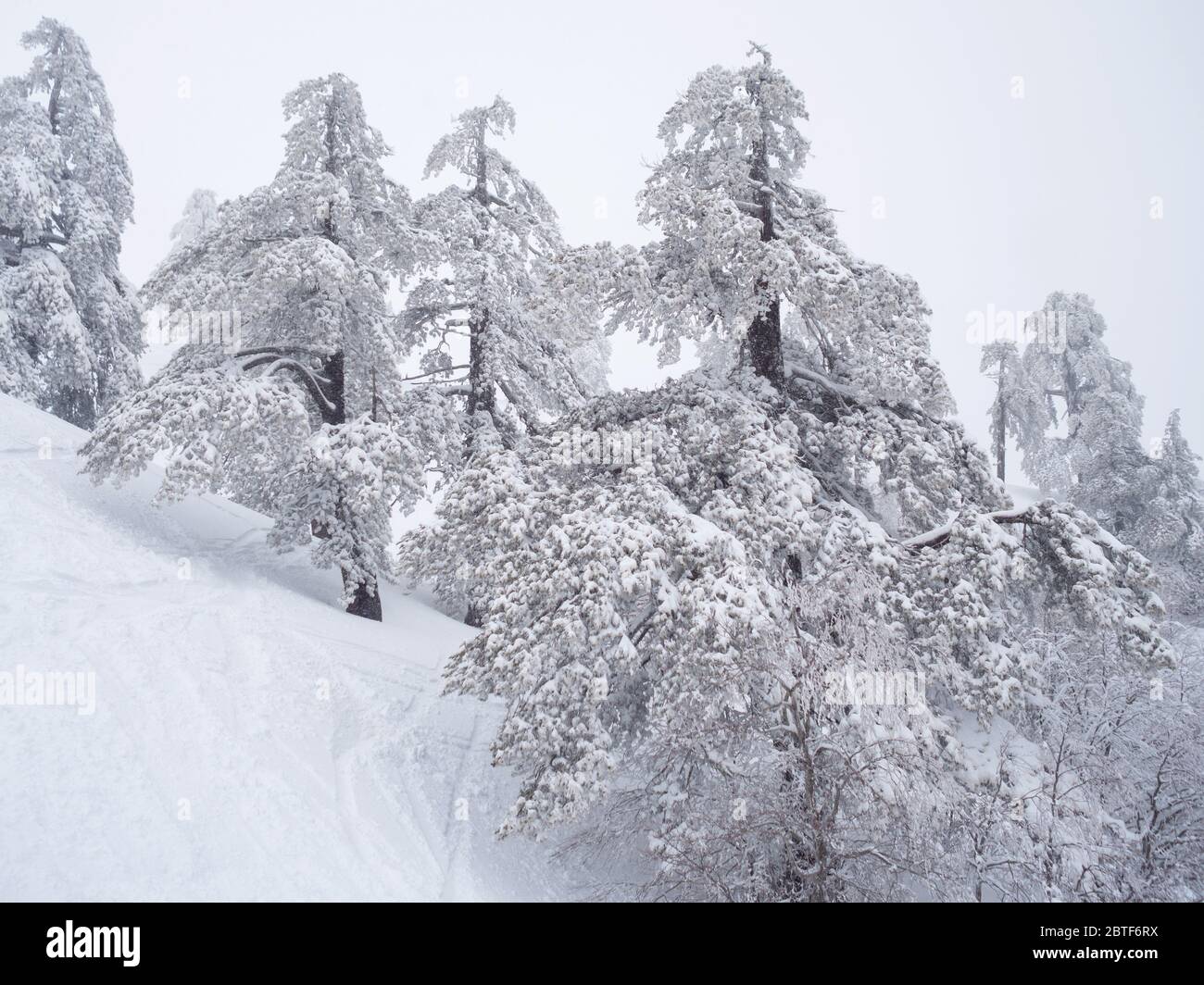 Paesaggio di abeti in una montagna con neve in Grecia Foto Stock