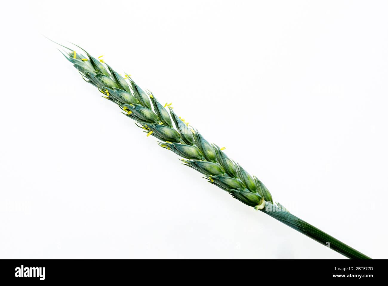 Orzo giovane e verde su sfondo bianco. Grano non maturo. Isolato dallo sfondo. Tipi differenti di erbe. Foto Stock