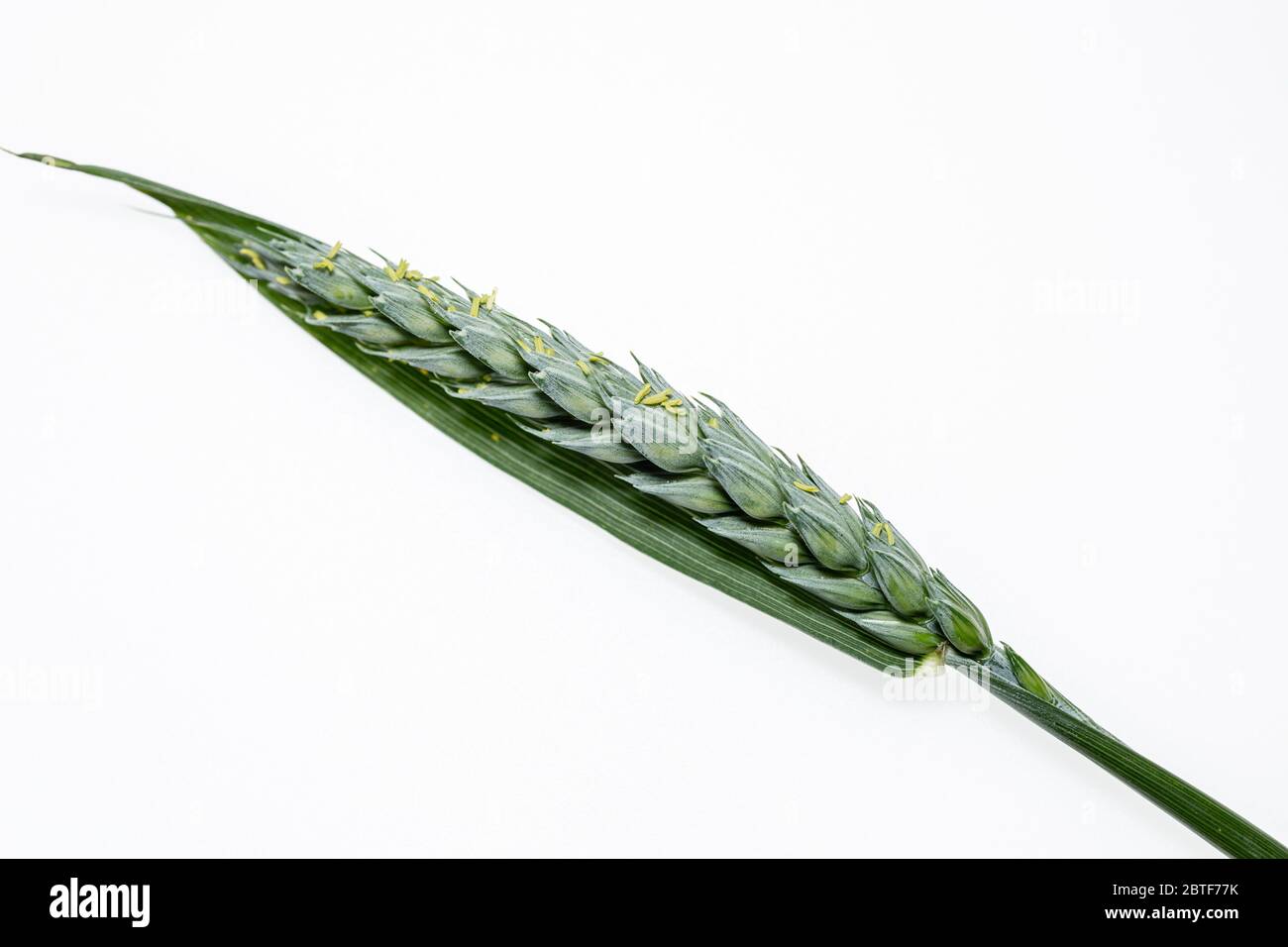 Orzo giovane e verde su sfondo bianco. Grano non maturo. Isolato dallo sfondo. Tipi differenti di erbe. Foto Stock