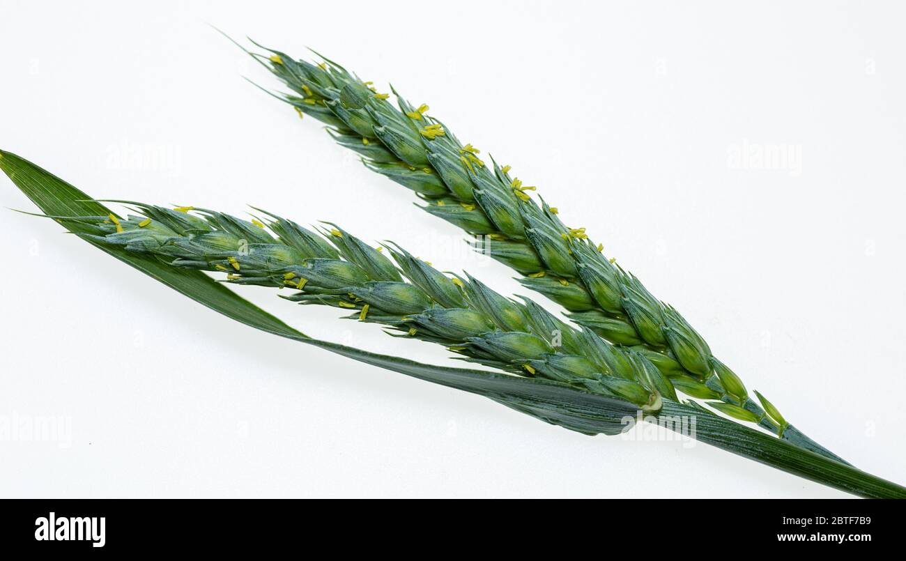 Orzo giovane e verde su sfondo bianco. Grano non maturo. Isolato dallo sfondo. Tipi differenti di erbe. Foto Stock