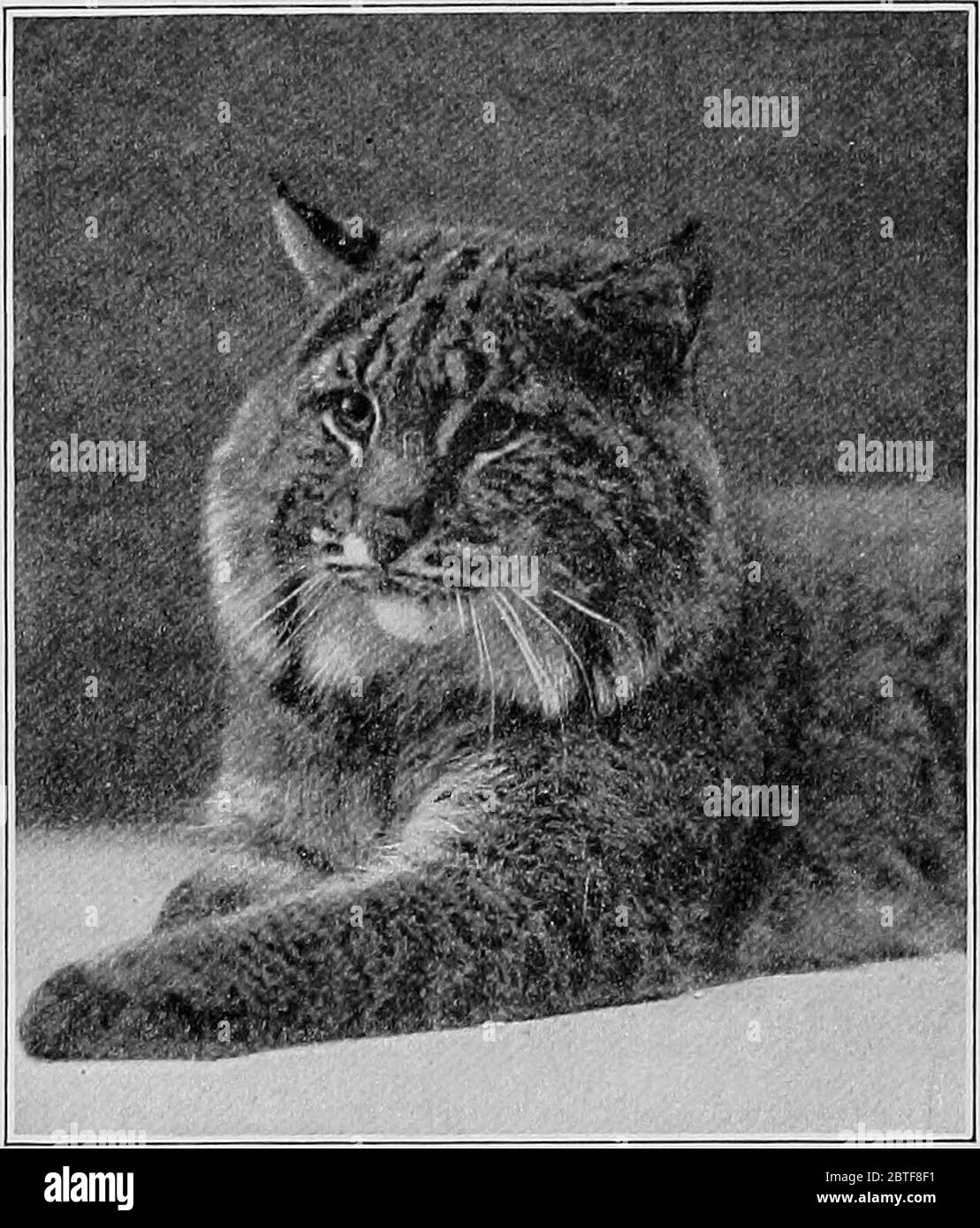 "La storia naturale americana; una base di conoscenza utile degli animali superiori del Nord America" (1914) Foto Stock