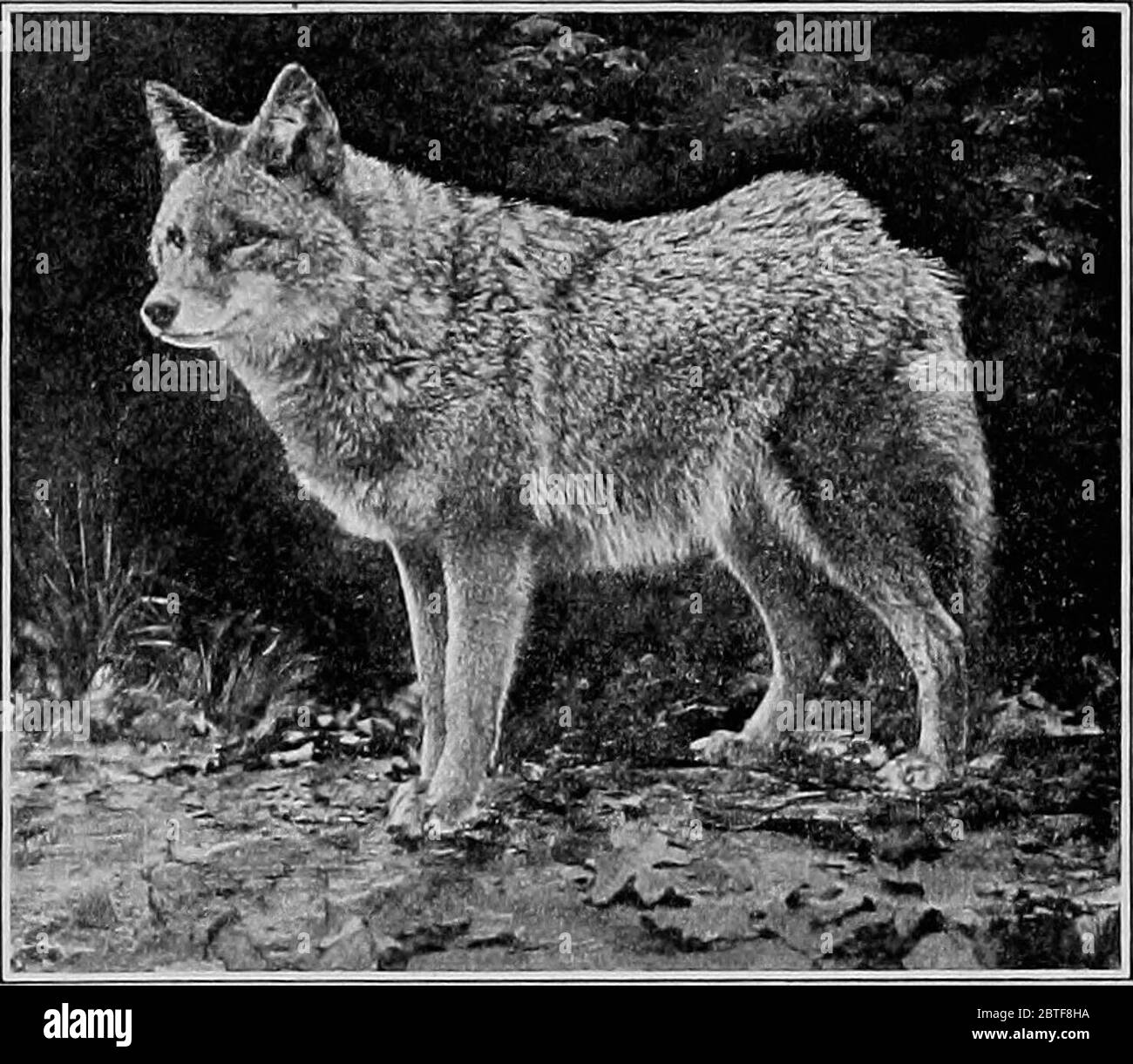 "La storia naturale americana; una base di conoscenza utile degli animali superiori del Nord America" (1914) Foto Stock