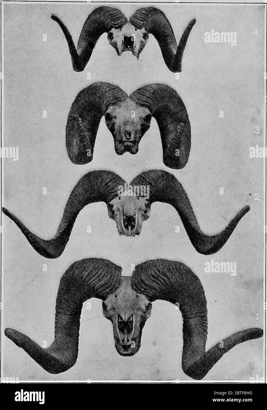 "La storia naturale americana; una base di conoscenza utile degli animali superiori del Nord America" (1914) Foto Stock