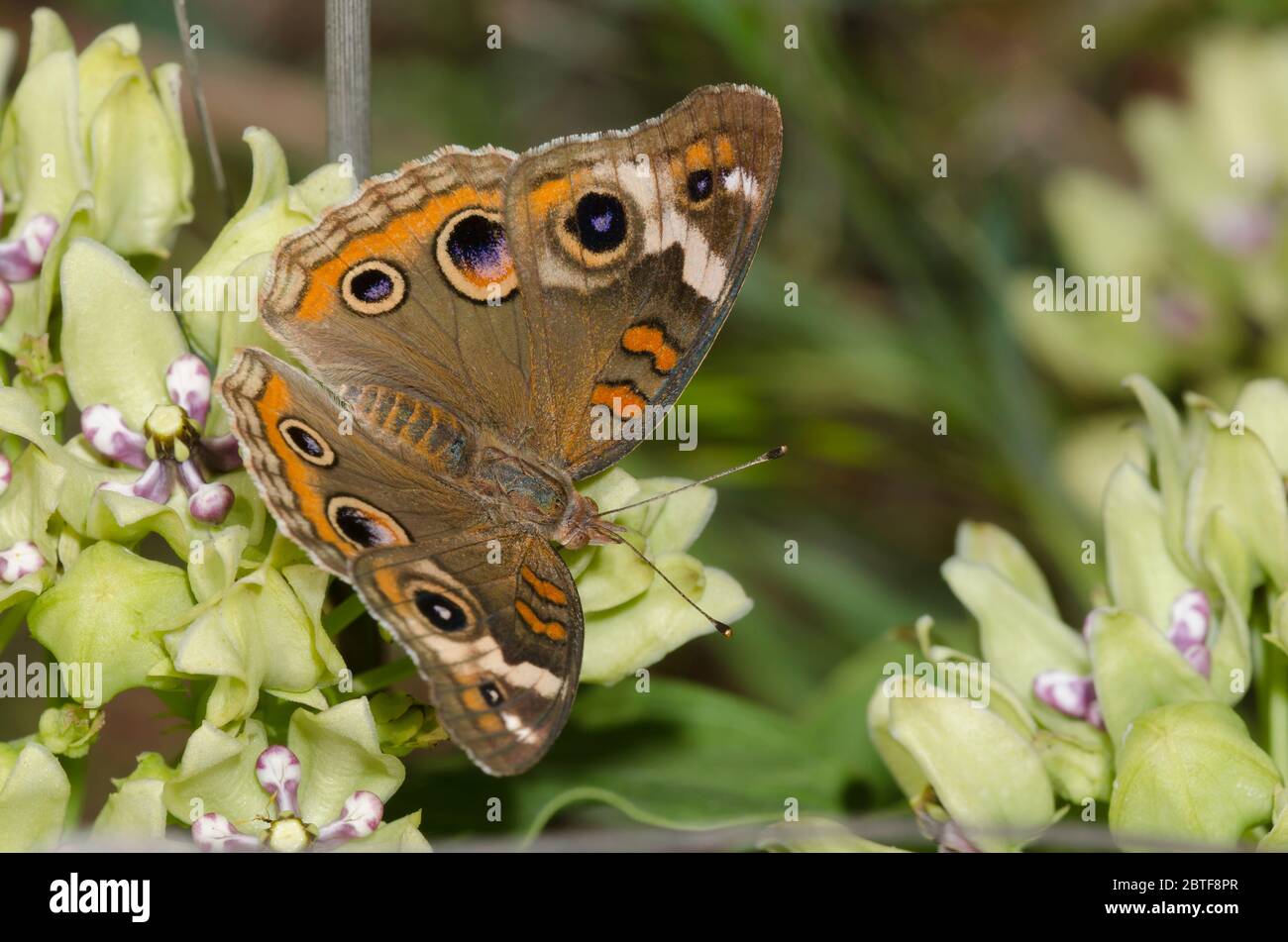 Comune Buckeye, Junonia coenia, nectaring da verde milkweed, Asclepias viridis Foto Stock