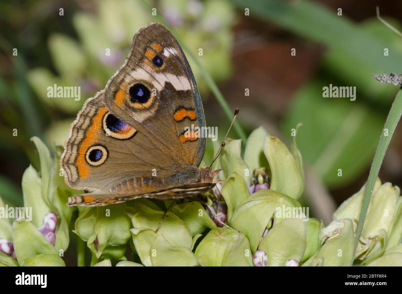 Comune Buckeye, Junonia coenia, nectaring da verde milkweed, Asclepias viridis Foto Stock