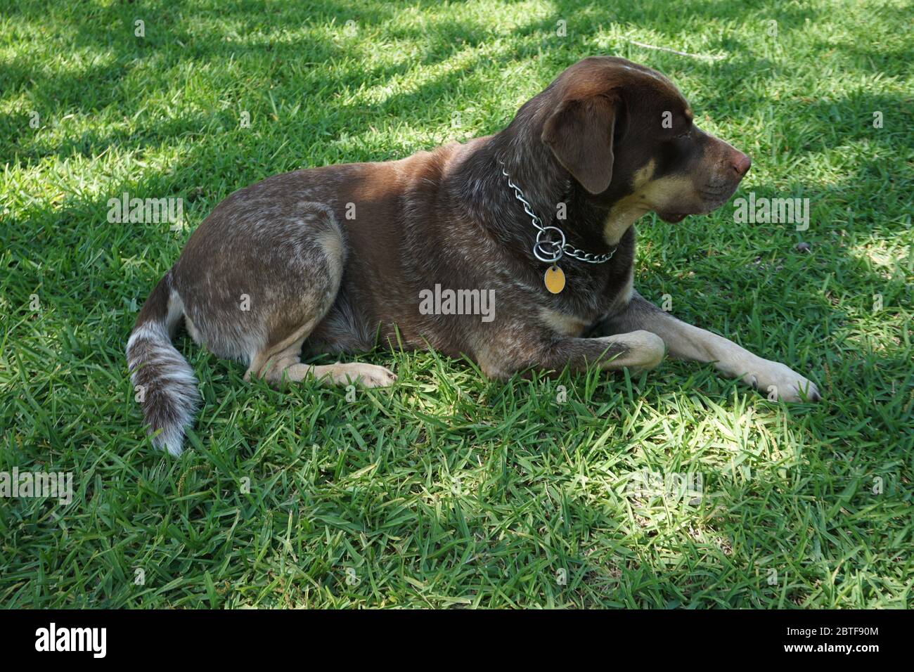 Posti a sedere per il laboratorio Red australian Cattle Dog, Texas Foto Stock