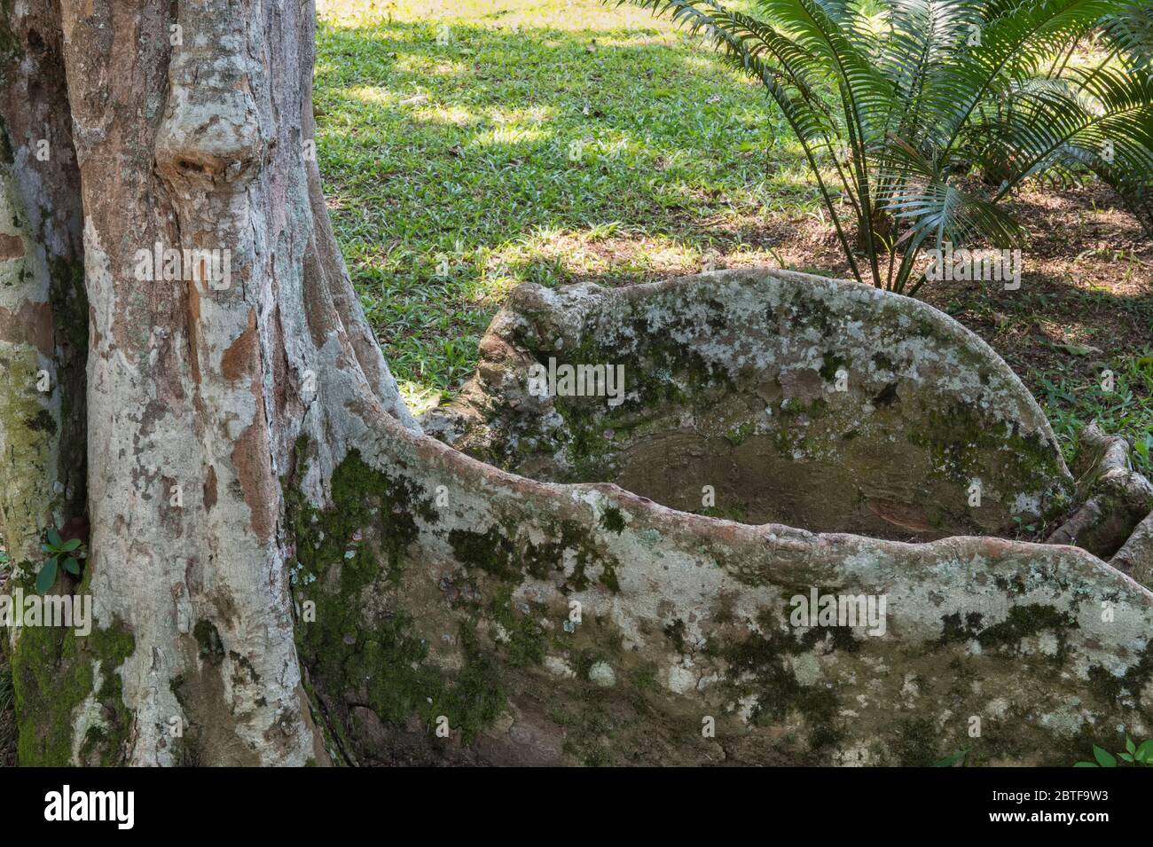Pau Brasil (Caesalpinia echinata), famiglia Fabaceae, Rio de Janeiro Giardini Botanici, Brasile Foto Stock