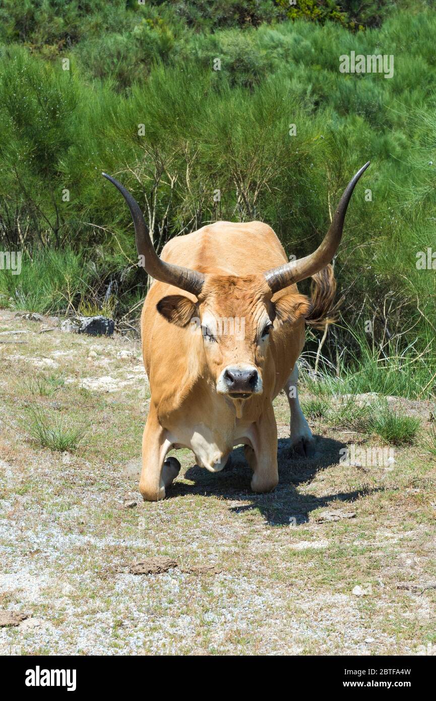 Cachena Cow, Peneda Geres National Park, Minho, Portogallo Foto Stock