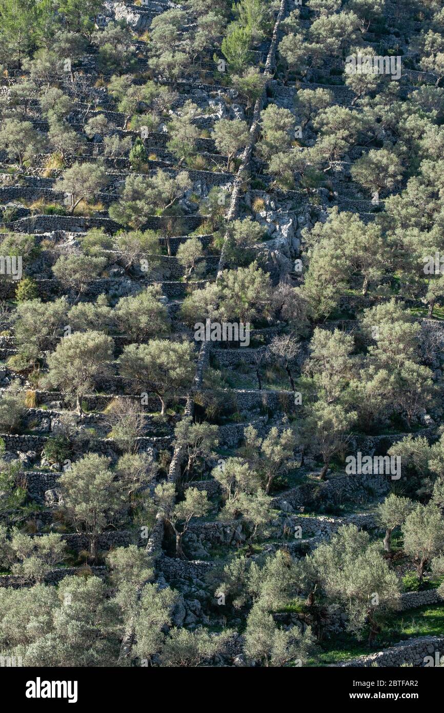 Rotes de Caimari, comune di Selva, pozzo di interesse culturale, Maiorca, Isole Baleari, Spagna. Foto Stock