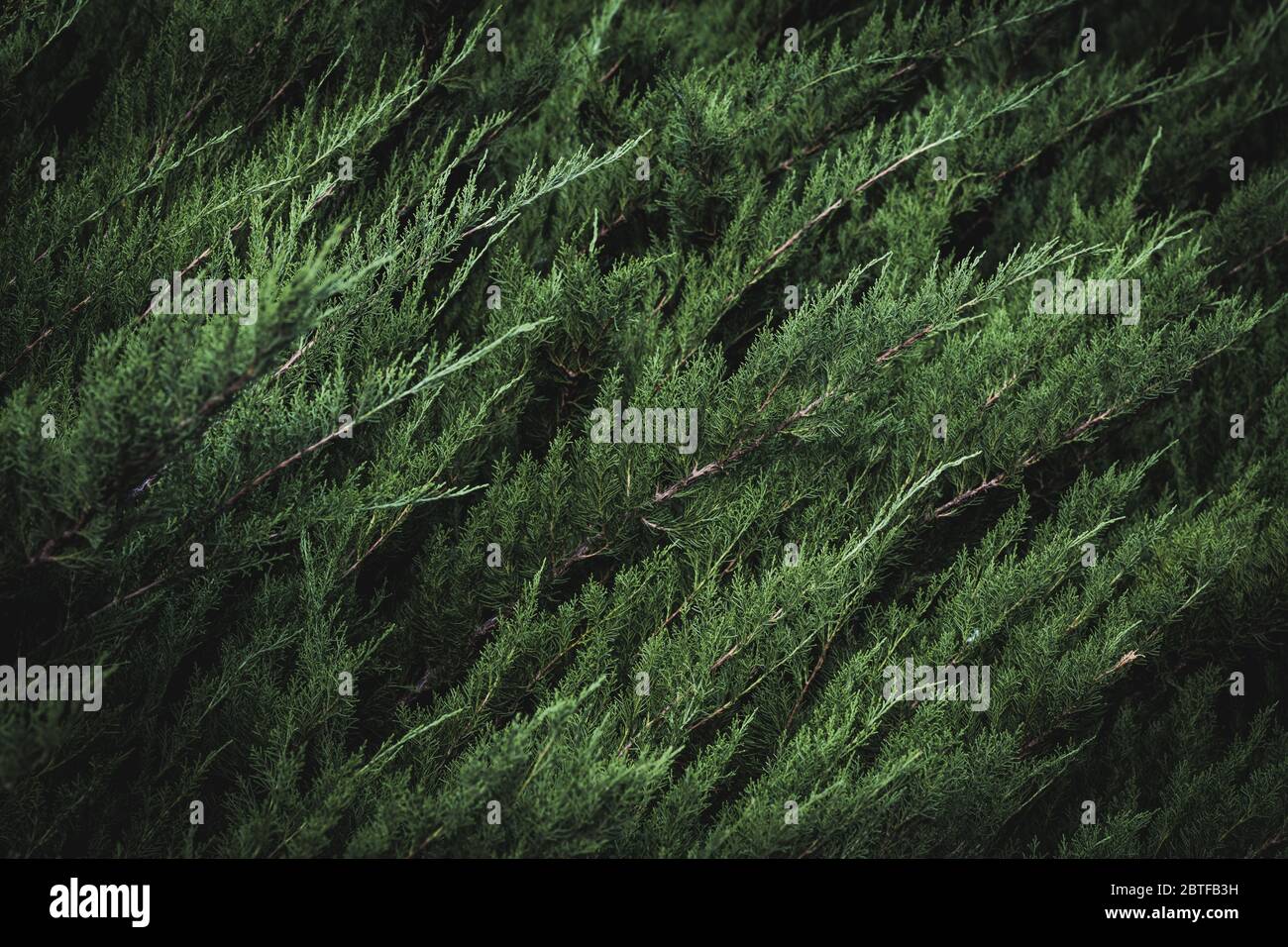 Fogliame verde scuro di semi-pervireni di Cupressus noto anche come cipresso mediterraneo, cipresso italiano, cipresso toscano o cipresso persiano Foto Stock