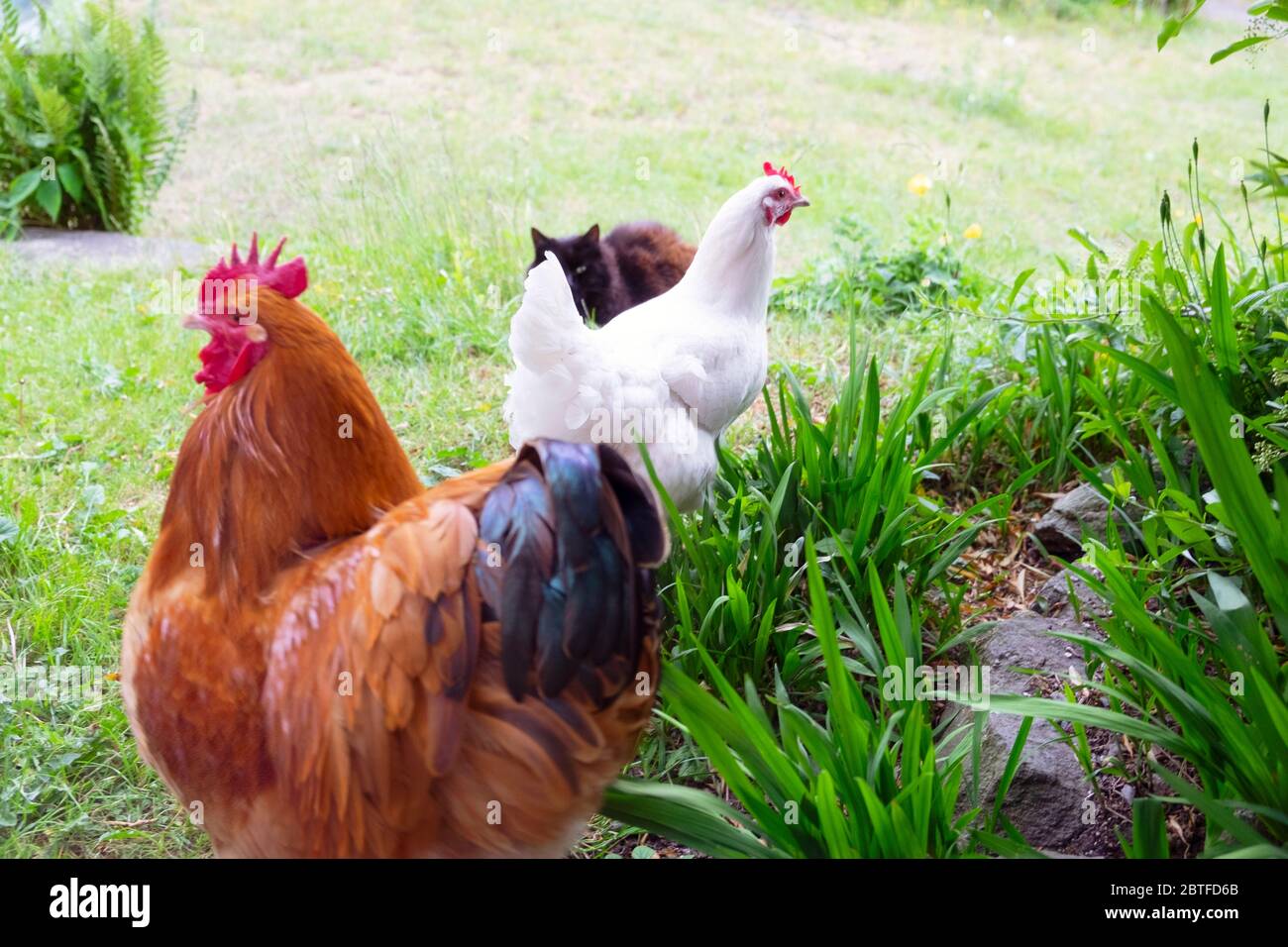 Pollo bianco di Livorno, gallina, cockerel rosso di Rhode Island e gatto nero seduto a guardare in giardino nella primavera del 2020 maggio Galles UK KATHY DEWITT Foto Stock