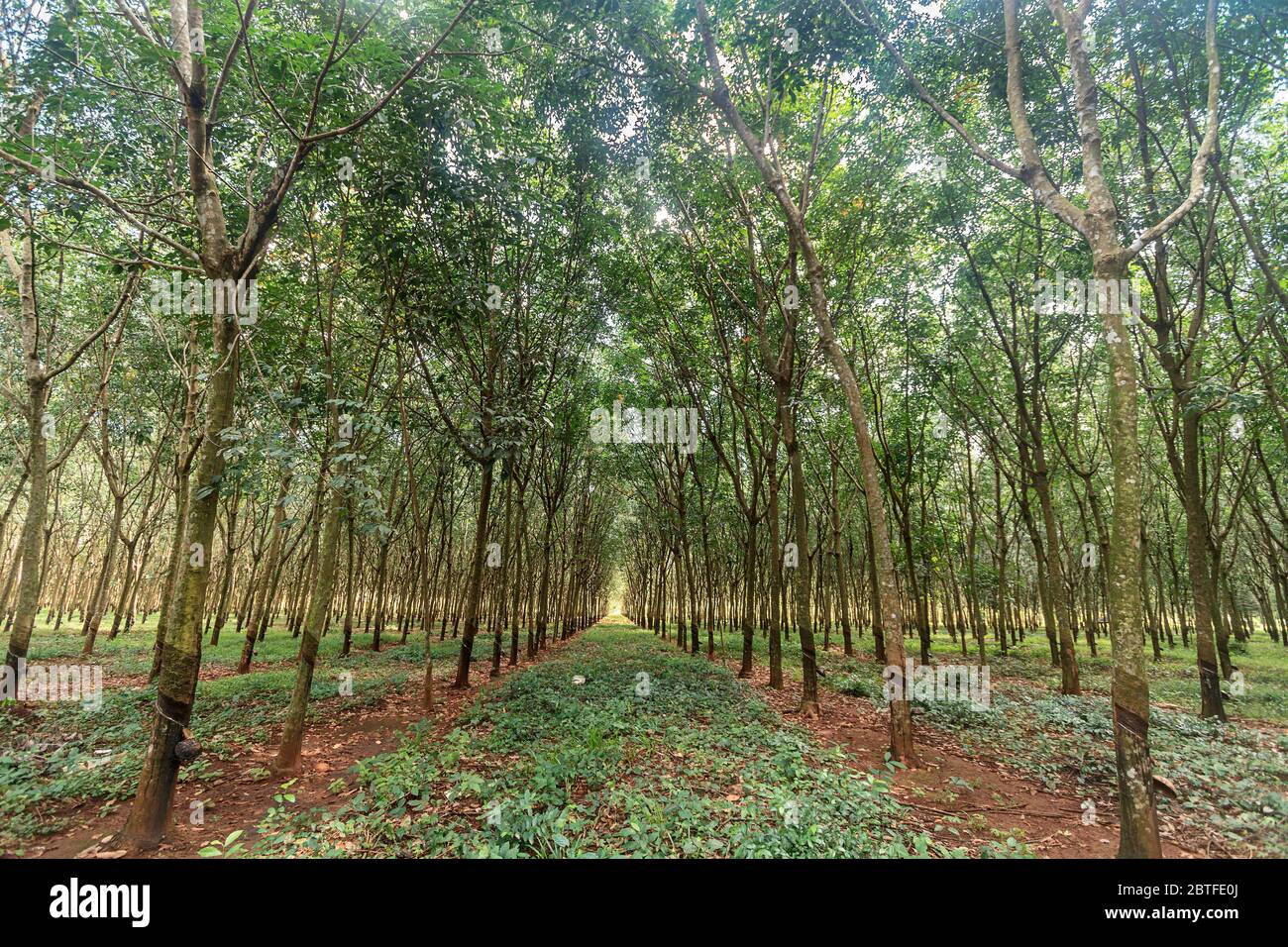 Alberi di gomma su una piantagione di gomma vicino alla città di Kompong Cham in Cambogia. La corteccia dell'albero è tagliata in modo che il sap si trasformerà in ciotole per essere colle Foto Stock