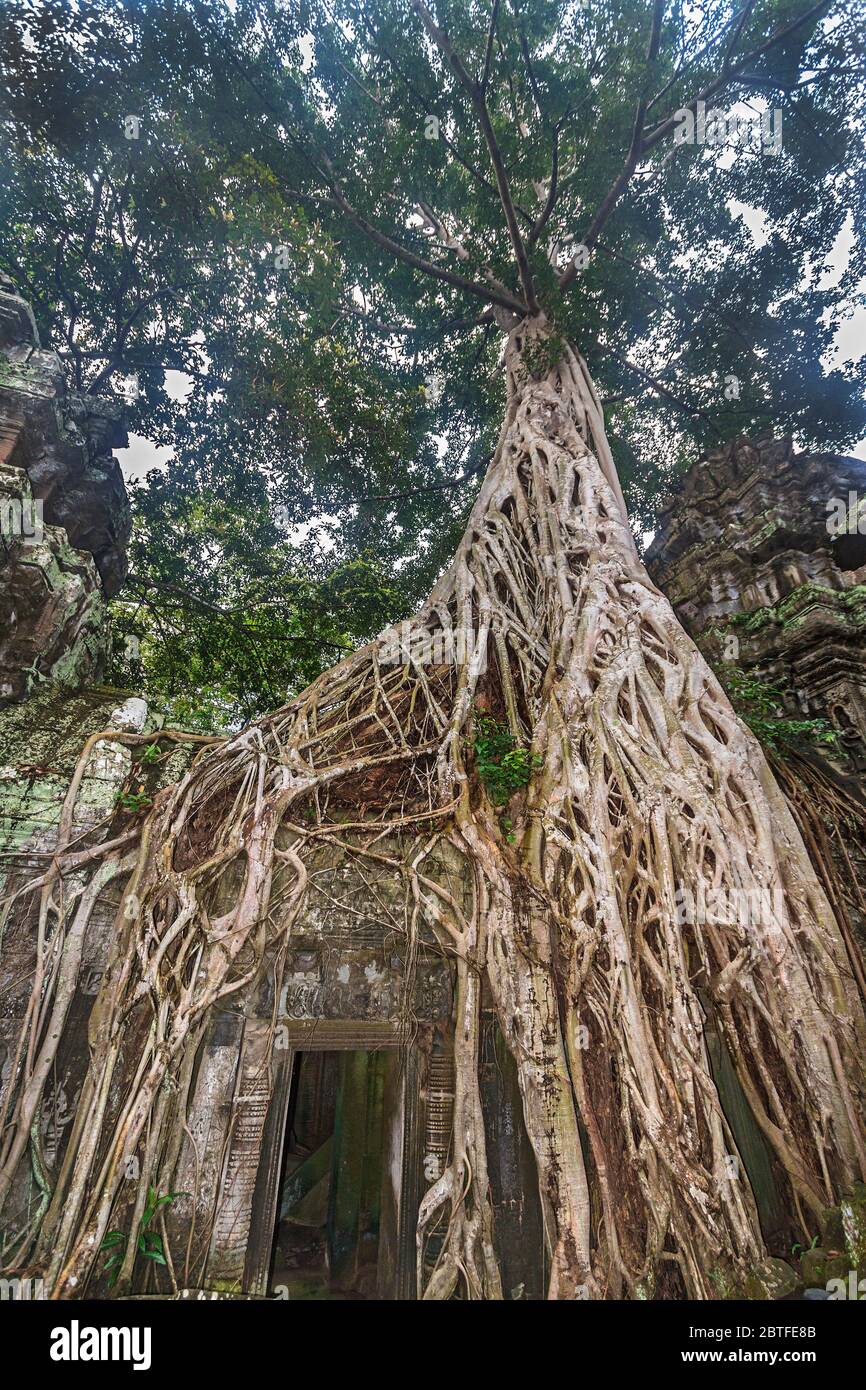 Questa combinazione di radici e rovine a Ta Prohm nel complesso Angkor in Cambogia è ora chiamato il Raider di Tomba Foto Stock