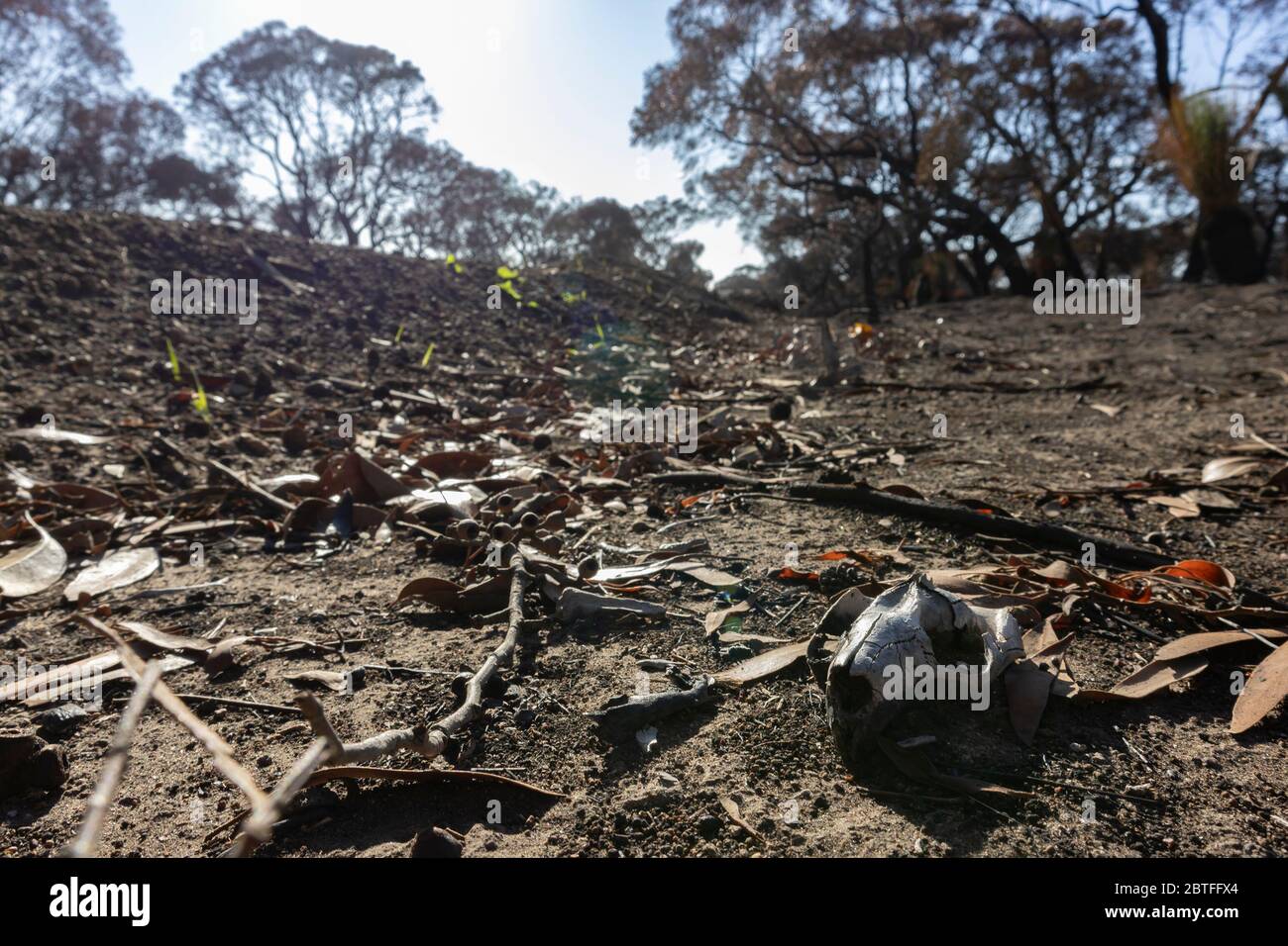Un cranio di una wallaby che è stato ucciso dagli incendi boschivi in australia durante il 2019-2020 Foto Stock