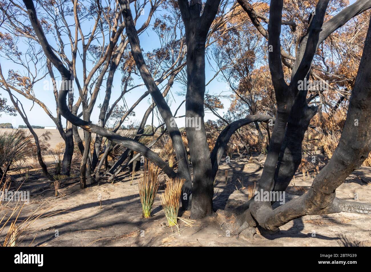 Alberi bruciati a Kangaroo Island, dopo gli incendi boschivi in Australia nel 2019-2020. Foto Stock