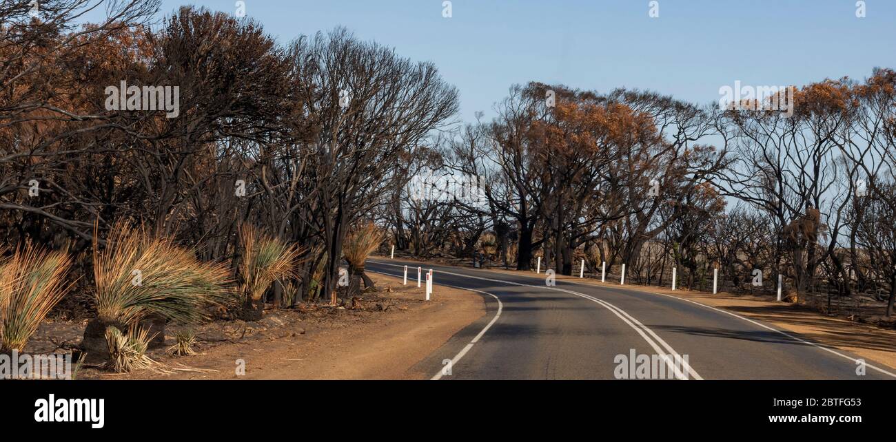 Una strada di campagna a Kangaroo Island, dopo gli incendi boschivi in australia nel 2019-2020 Foto Stock