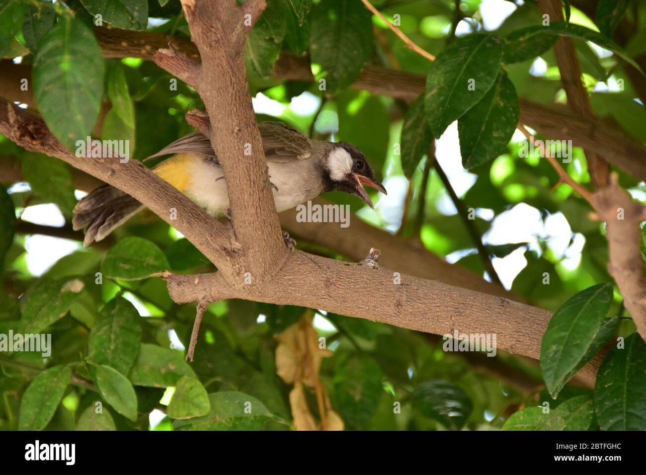 Un piccolo uccello seduto su un albero alla ricerca di cibo Foto Stock