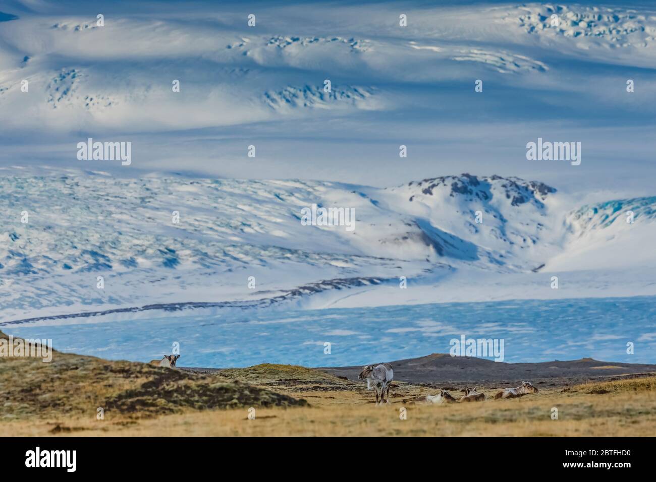 Renna, Rangifer tarandus, introdotta in Islanda dalla Norvegia dal 1771 al 1787, e ora prospera lungo la costa sud-orientale dell'Islanda, con Öræfajök Foto Stock