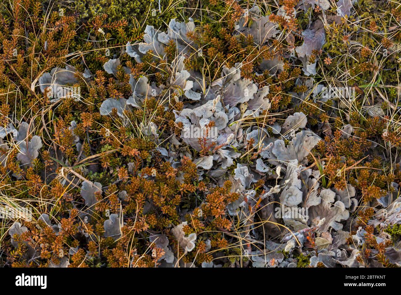 Heather e licheni formano una copertura di terra per la tundra lungo la costa meridionale dell'Islanda, e licheni sono mangiati da renna, Rangifer tarandus Foto Stock